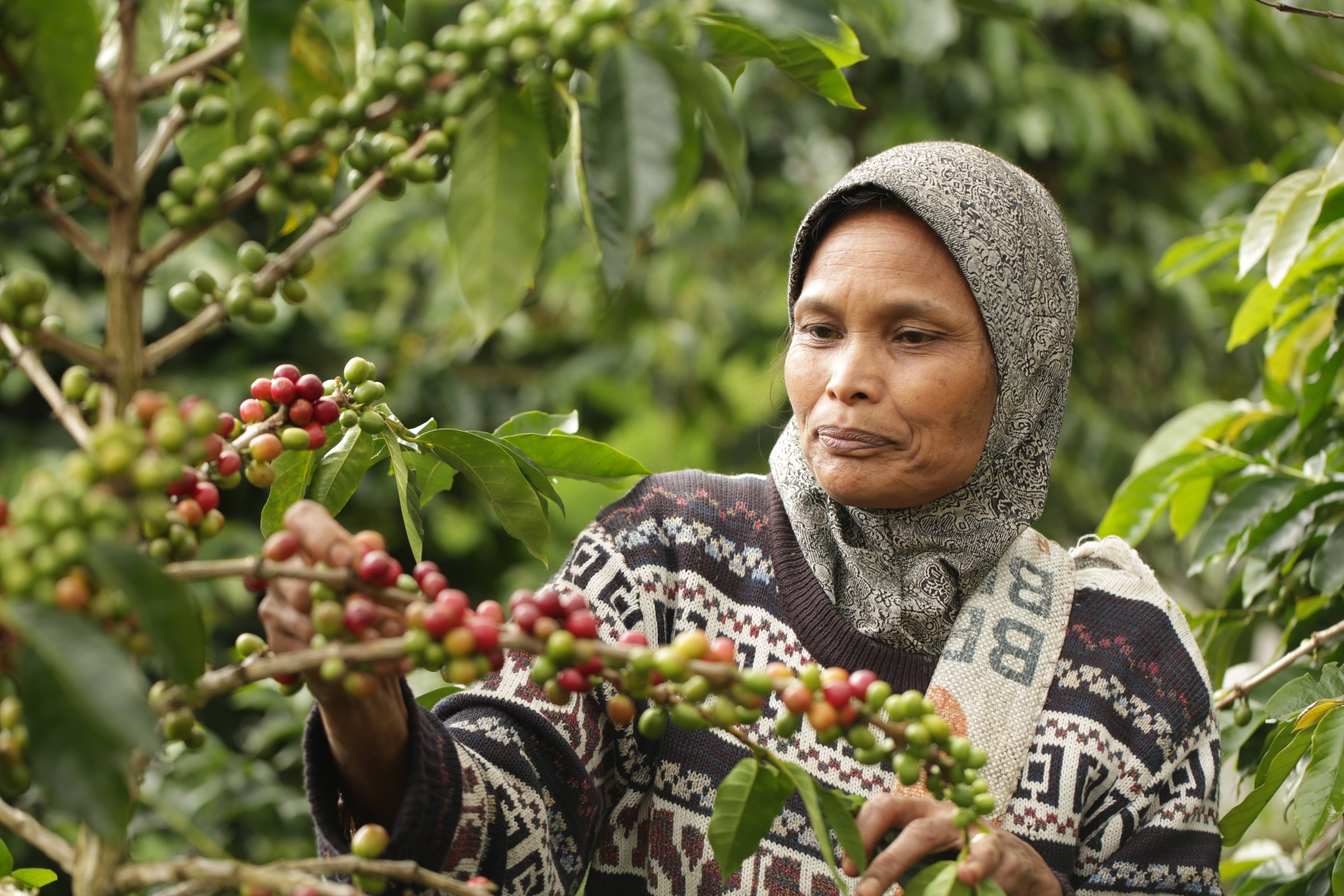 רינדה וולאן