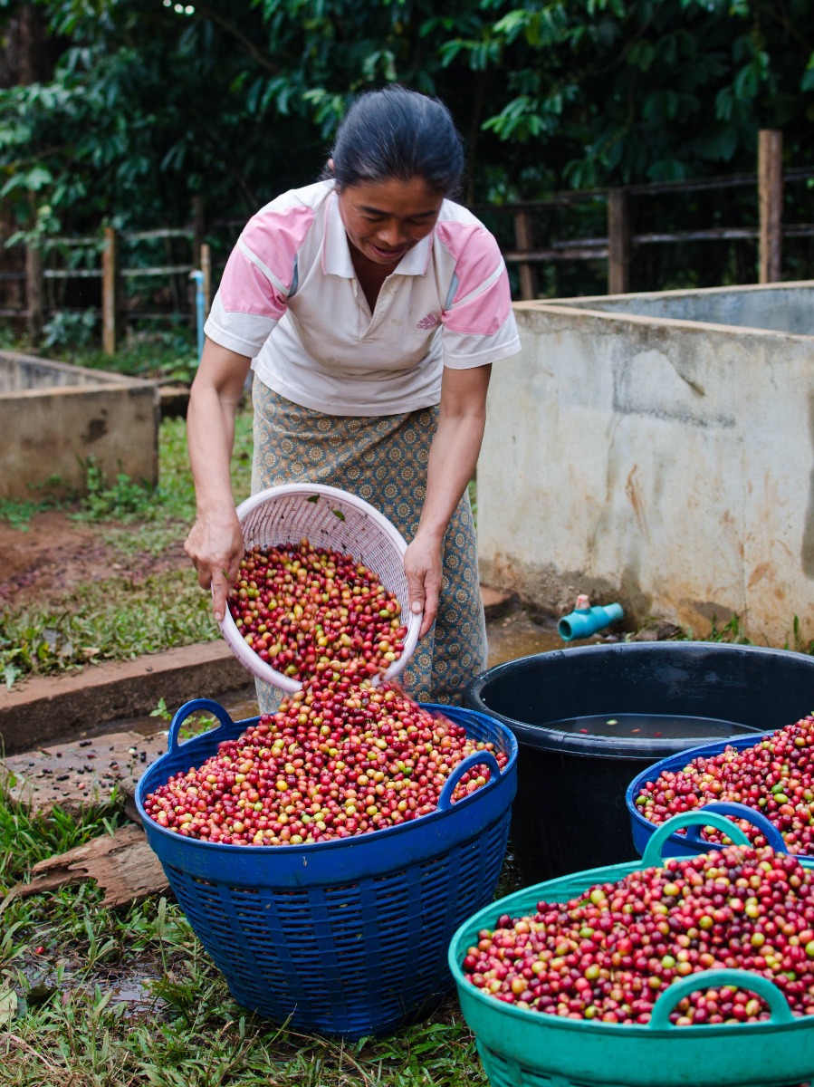 ניקוי פולי קפה