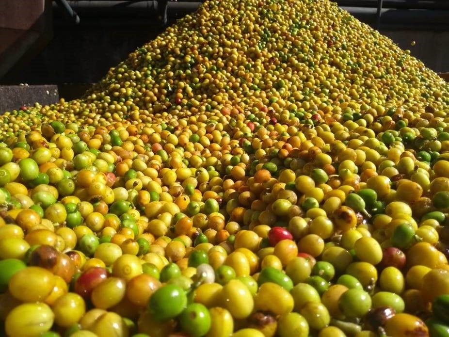 פולי קפה טריים