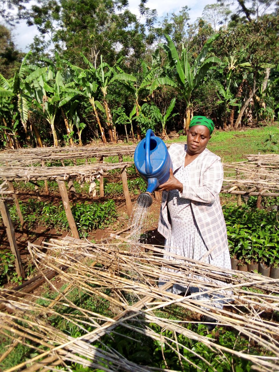 קפה באתיופיה
