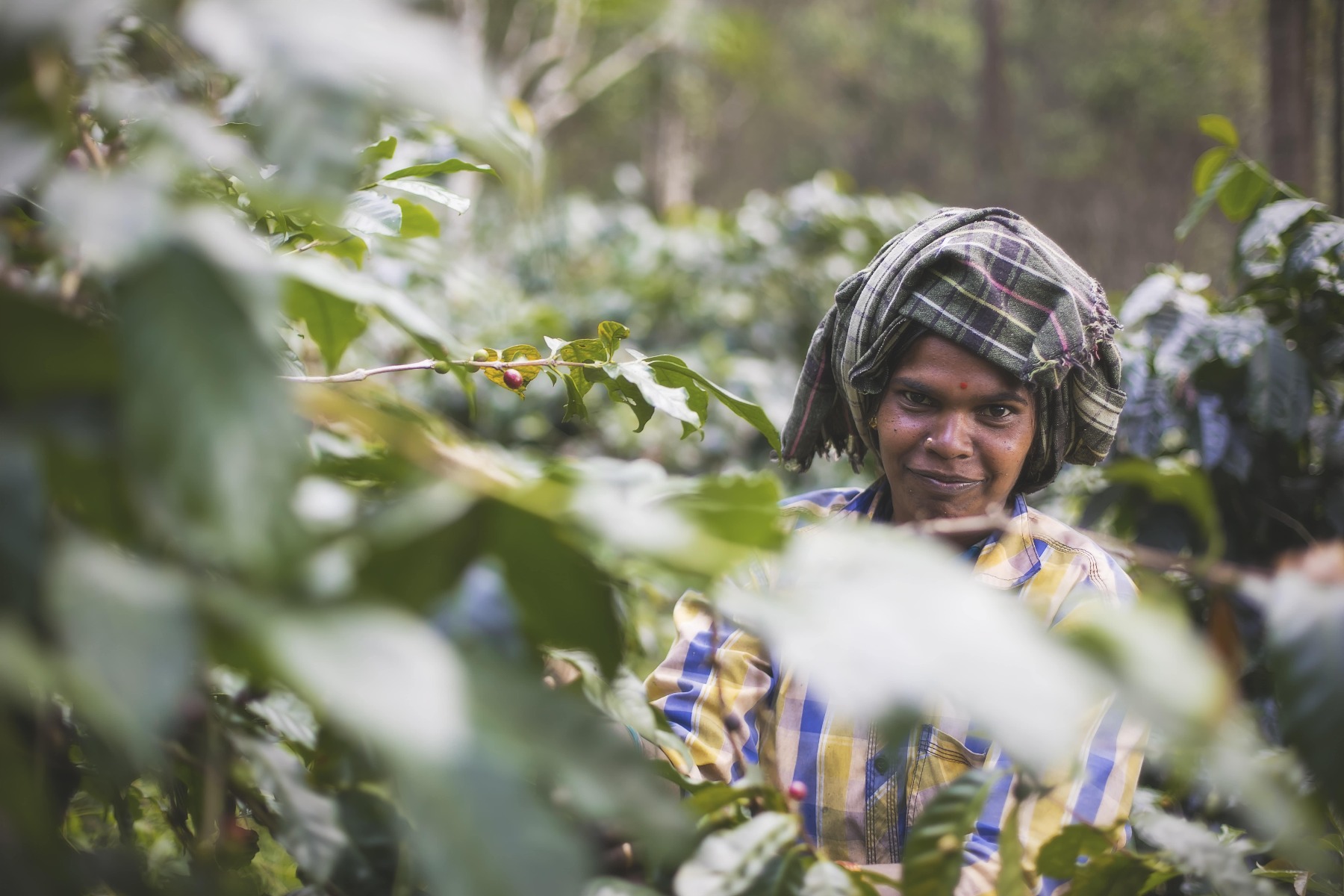 חקלאי קפה מהודו