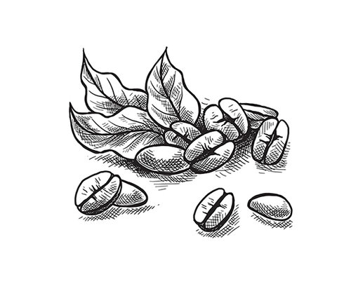 פולי קפה מצוירים