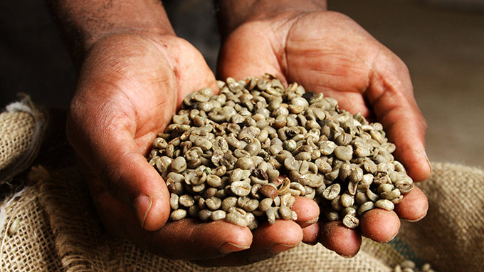 פולי קפה בידיים